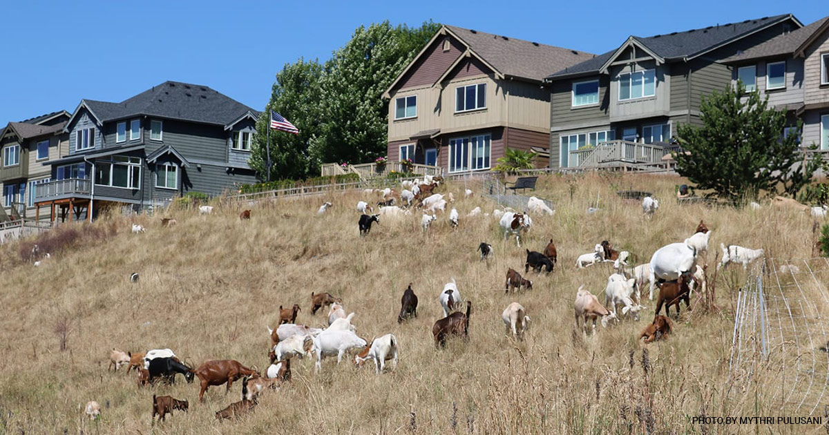 Healing Hooves Goats in Issaquah Highlands 2018