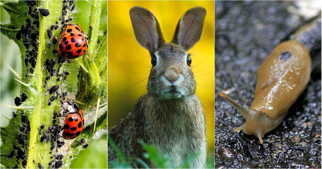 Image: Ladybugs and aphids, rabbit, slug