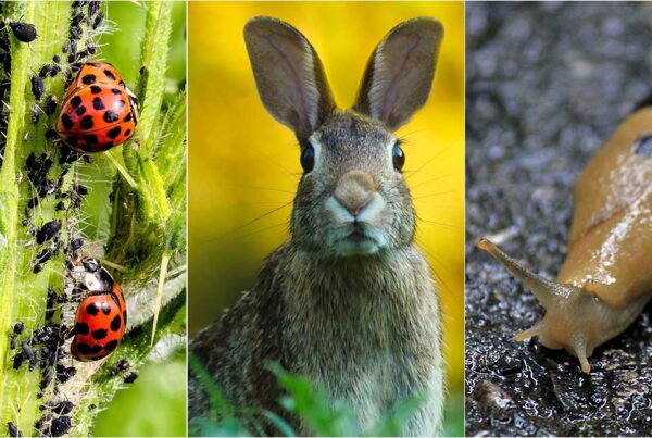 Image: Ladybugs and aphids, rabbit, slug